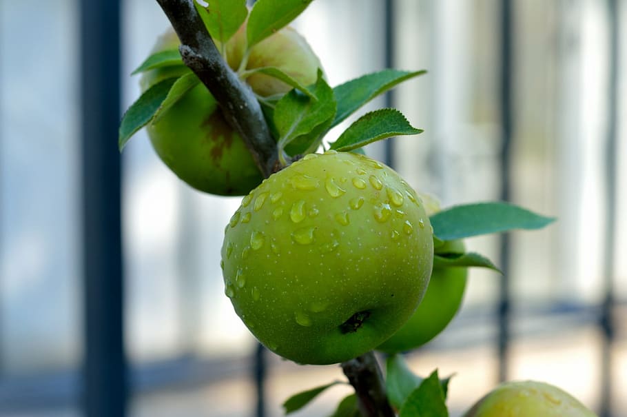 fruit, leaf, food, nature, freshness, agriculture, apple, delicious HD wallpaper