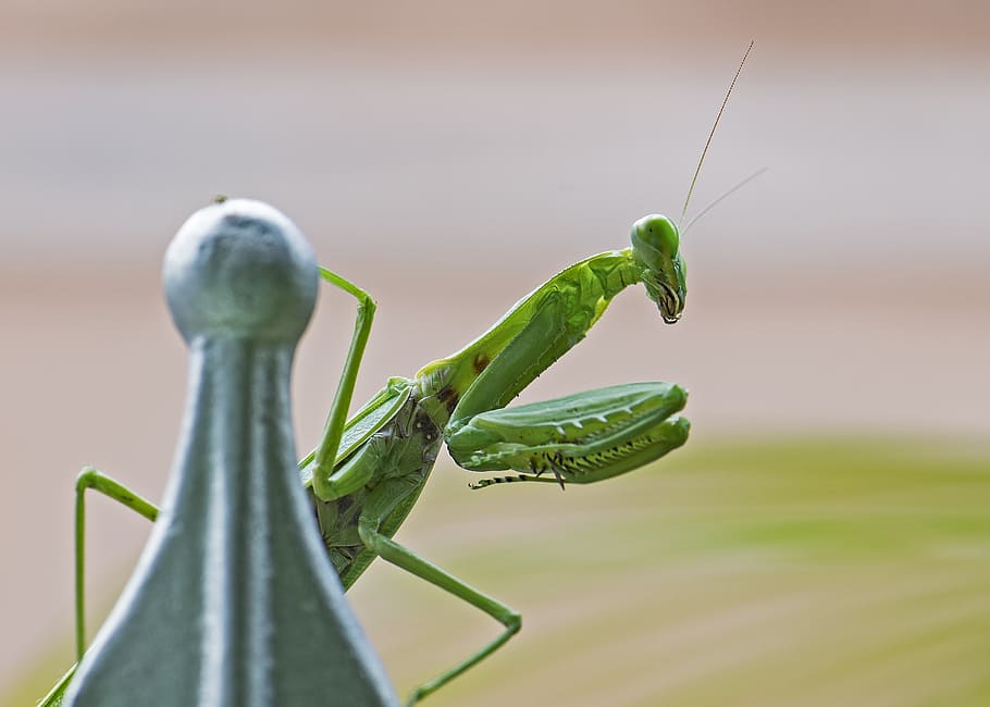 praying mantis, insect, green, bug, legs, macro, predator, body HD wallpaper
