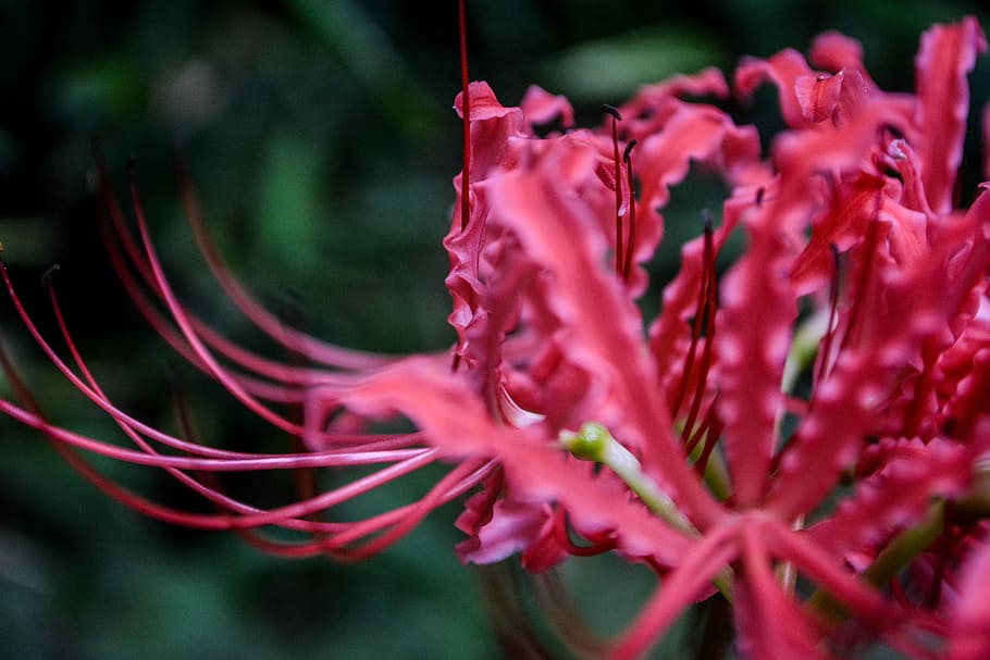 amaryllis, red, flowers, spider lily, amaryllidaceae, licorice, HD wallpaper