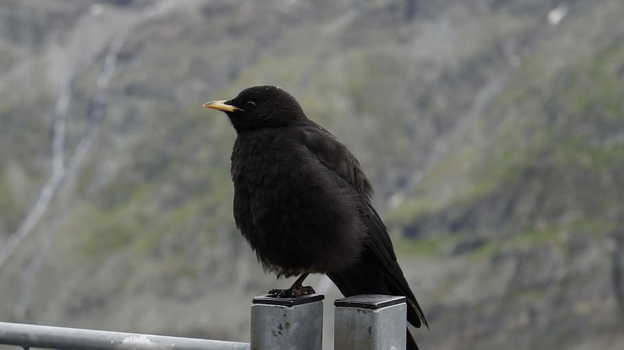 Black, Bird, Mountains, animal themes, one animal, animals in the wild HD wallpaper