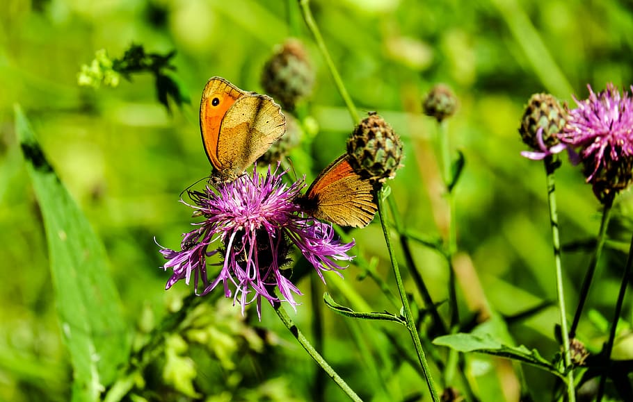 two brown butterfly perched on purple flower, lycaon, pair HD wallpaper
