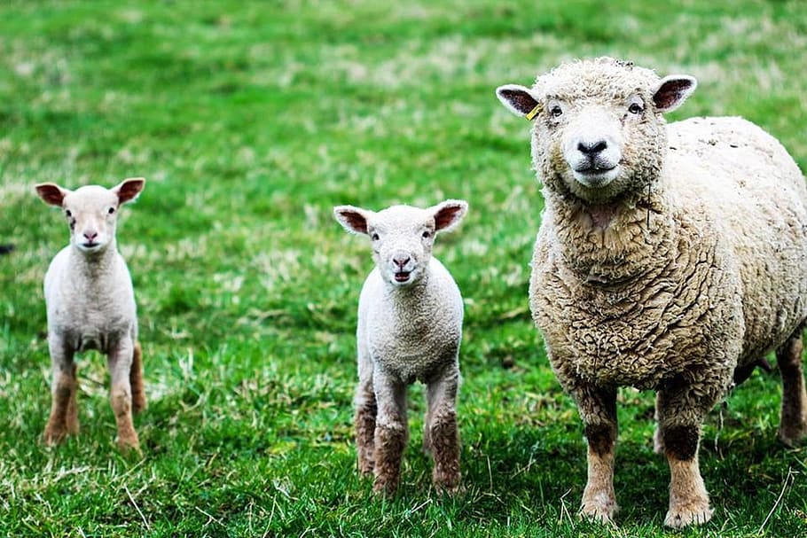 sheep, lambs, farm, wool, young, spring, cute, symbol, animal HD wallpaper