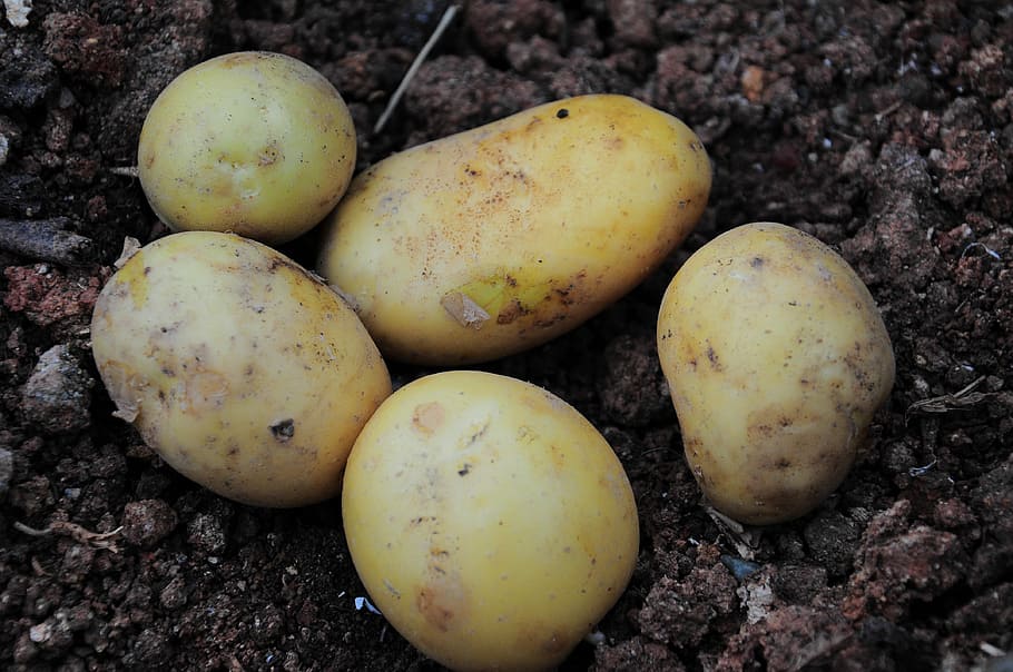 potato, potato pictures, potatoes, potatoes field, garden, official potato, HD wallpaper