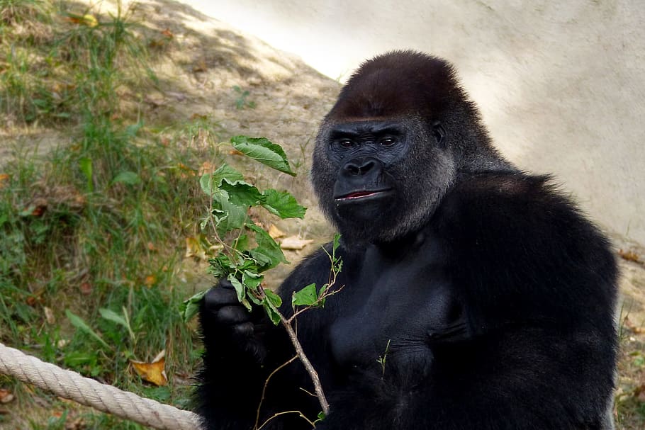 primate, monkey, gorilla, mammal, animal world, ape, animal wildlife HD wallpaper