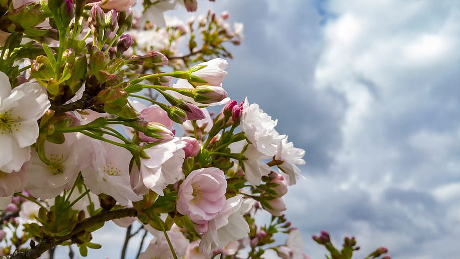 Flowers, Tree, Spring, Nature, Plant, blooms, flower tree, cloud - sky HD wallpaper
