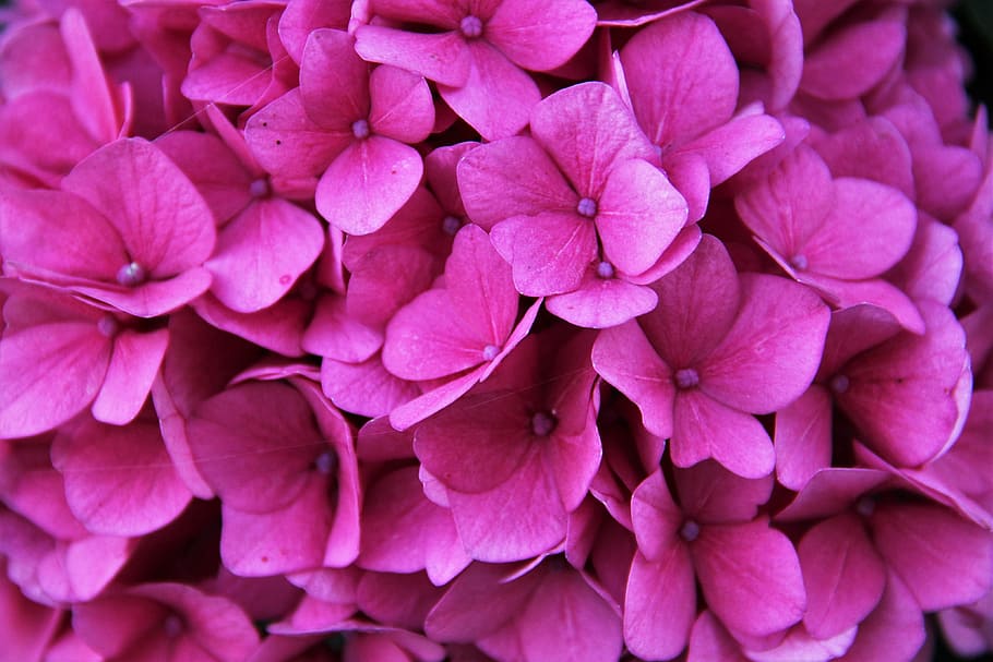 pink flowers, hydrangea, blossom, bloom, partial view, hydrangea flower HD wallpaper