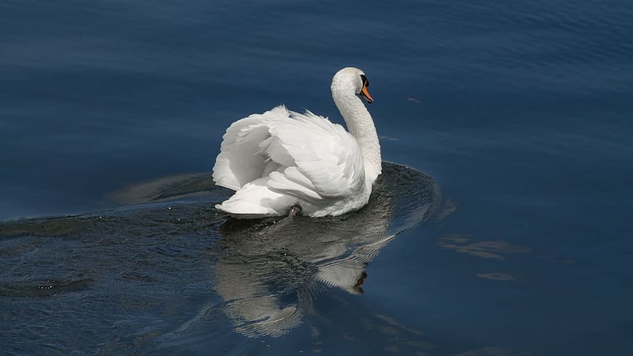 animals, birds, swan, water, animal themes, animal wildlife HD wallpaper