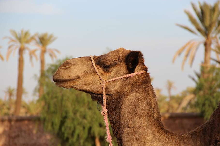 wildlife photography of brown camel, marrakech, animal, animal themes HD wallpaper