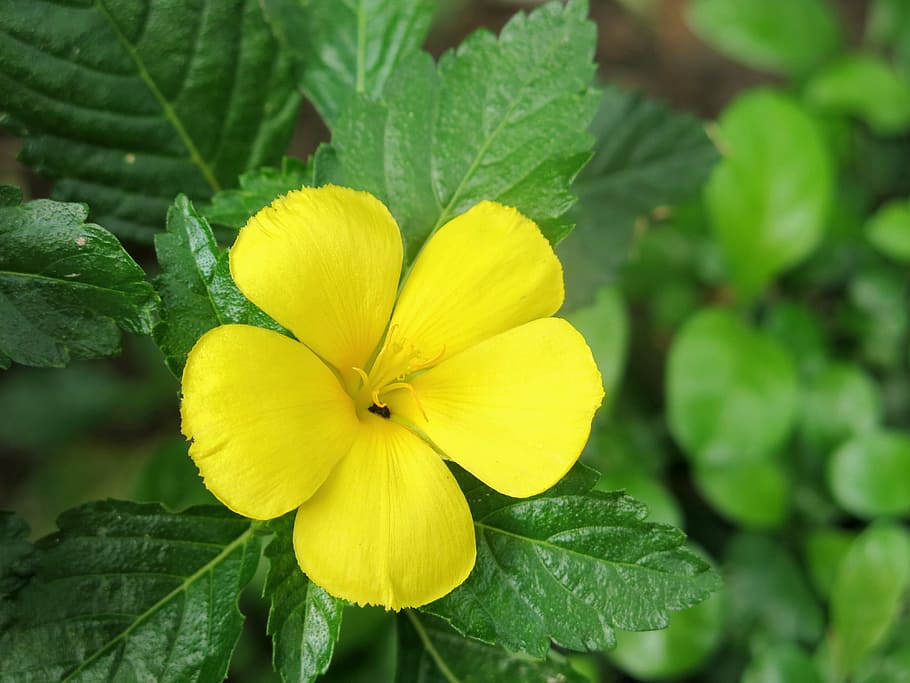 Flower, Flora, Bloom, Blossom, Botany, floral, tropical, garden HD wallpaper