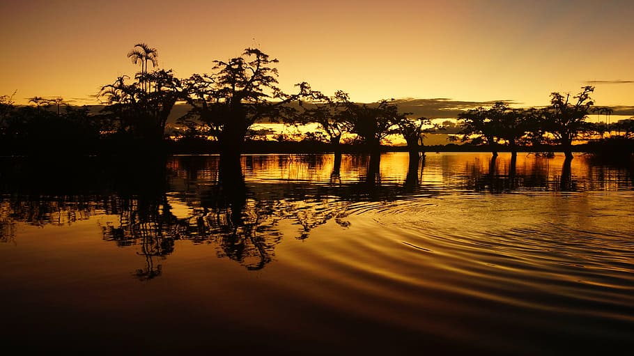 silhouette of trees with reflection on water during golden hour photo HD wallpaper