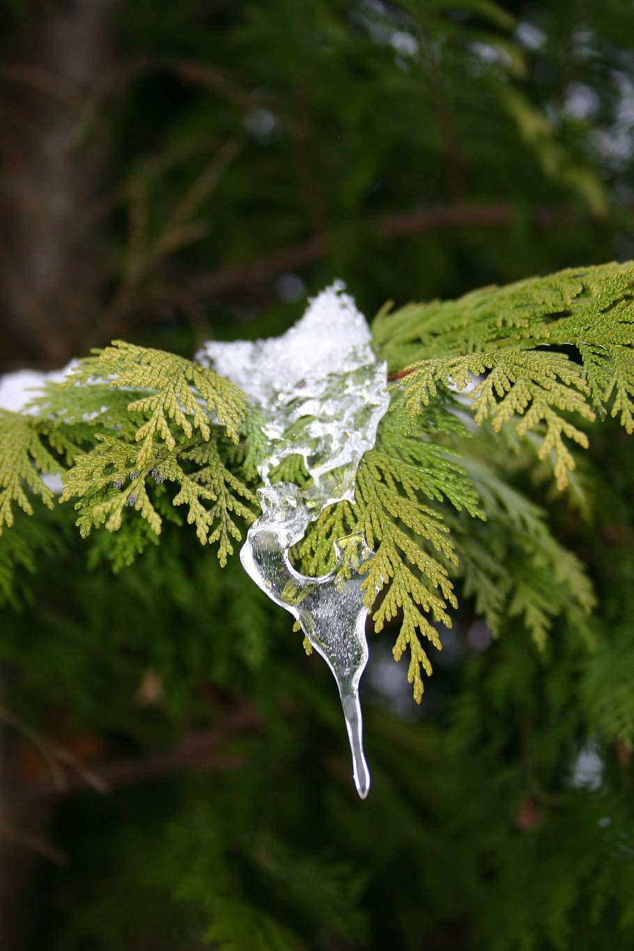 ice, winter, tree, cold, green color, close-up, plant, nature HD wallpaper