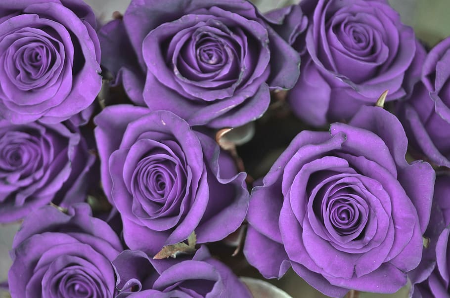 purple rose flowers, spring, nature, blossom, plant, floral HD wallpaper