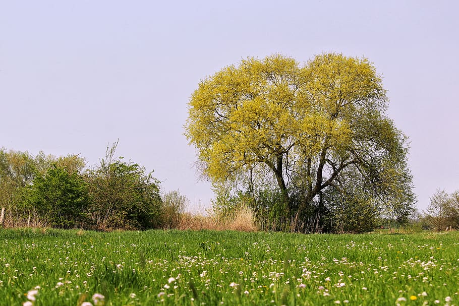 spring, nature, landscape, tree, grass, field, meadow, plant HD wallpaper