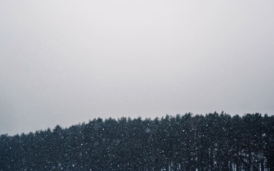 timelapse photography o rain, trees, winter, snowing, blizzard HD wallpaper