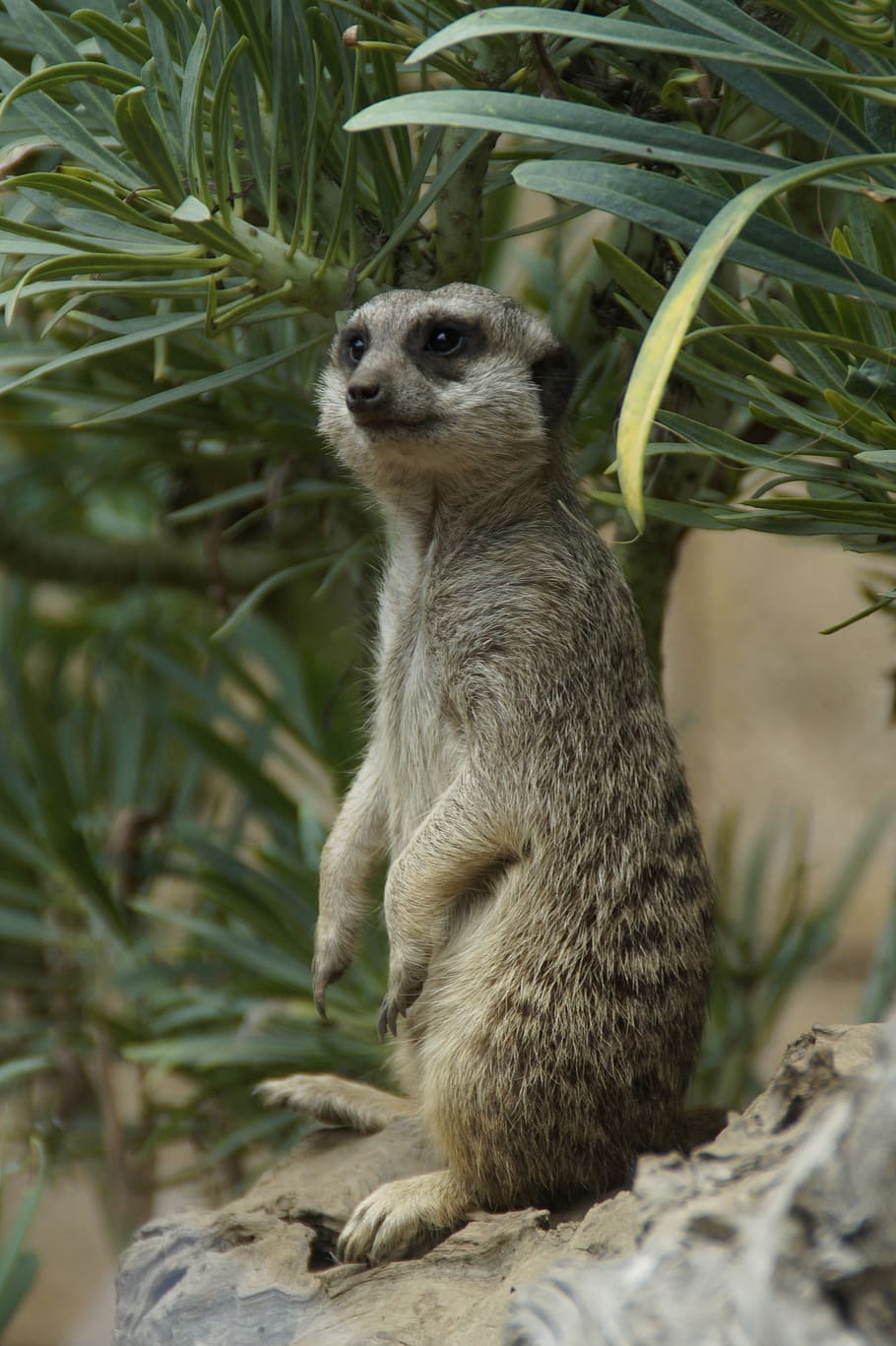 sentry, supervisor, watch, supervision, guard, meerkat, nature HD wallpaper