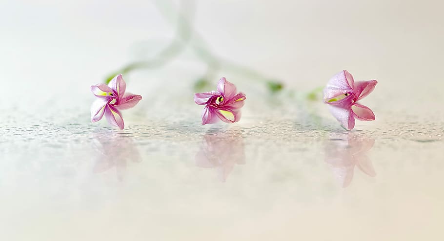 three pink petaled flowers, Bindweed, Minor, still life, reflection, HD wallpaper