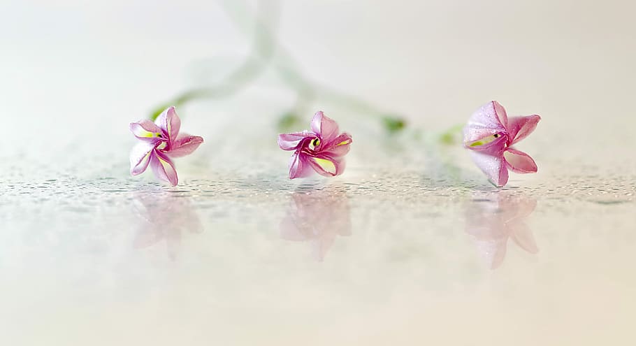 three pink petaled flowers, Bindweed, Minor, still life, reflection HD wallpaper