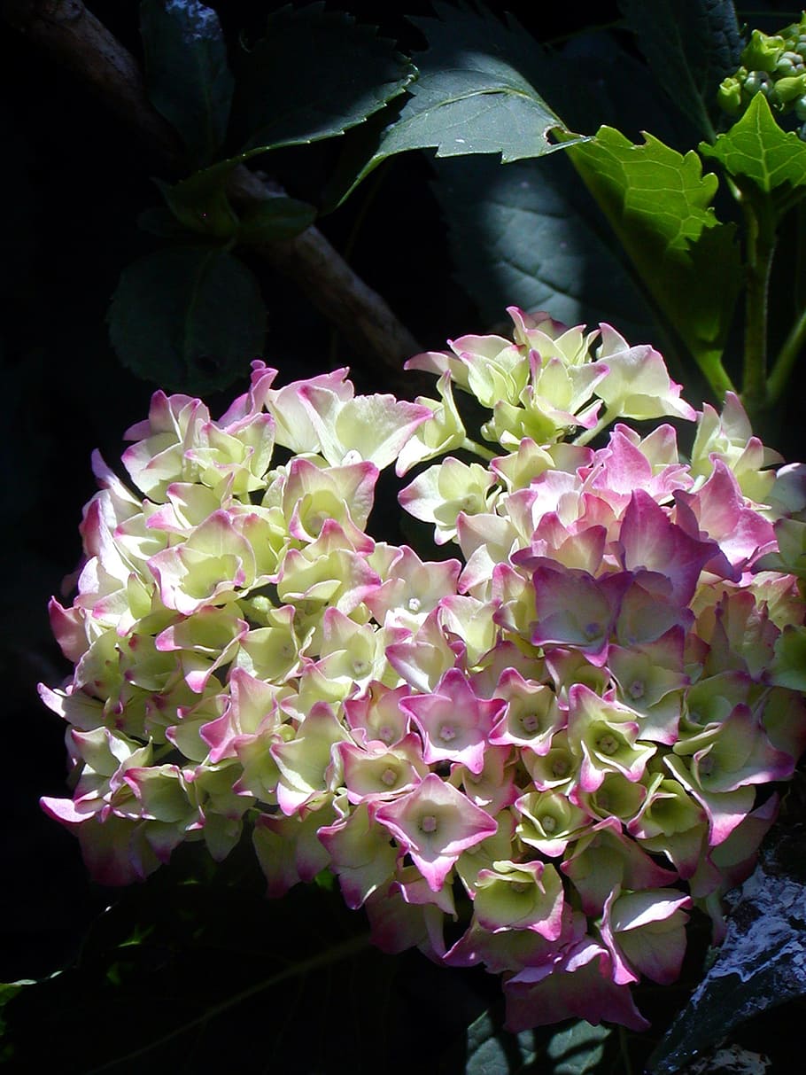 garden, flower, hydrangea, pink, light, green, plant, flowering plant HD wallpaper