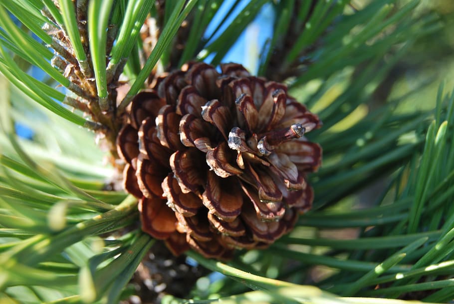 pine cone, nature, macro, cones, coniferous, larch, larch needles HD wallpaper