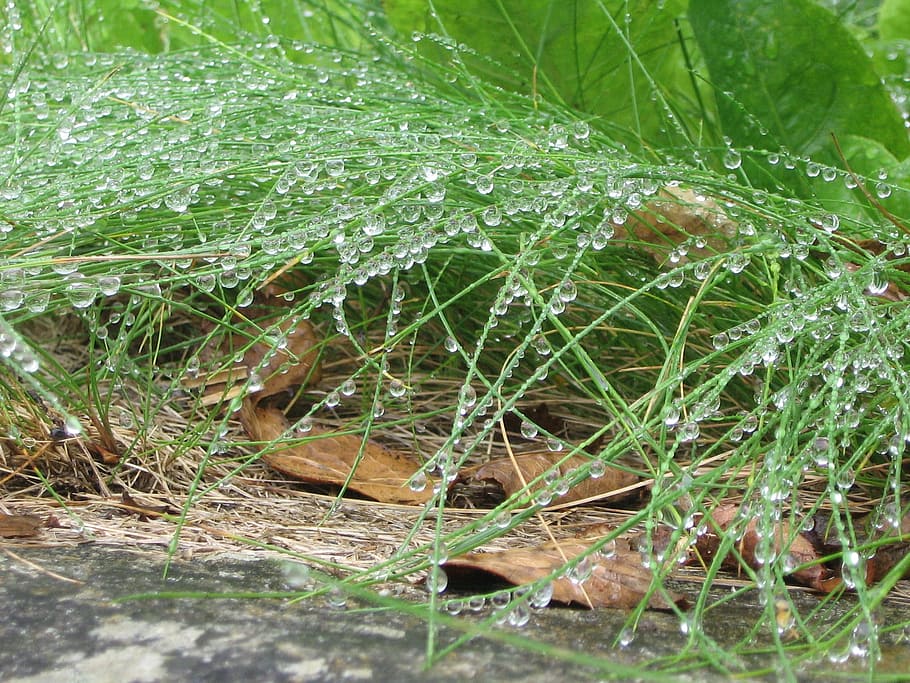 Grass, Nature, Meadow, rain, morgentau, drop, wet, water, dew HD wallpaper