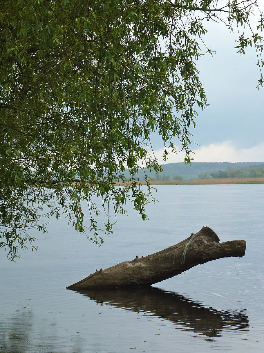oderbruch, river, impressions, water, tree, plant, tranquility HD wallpaper