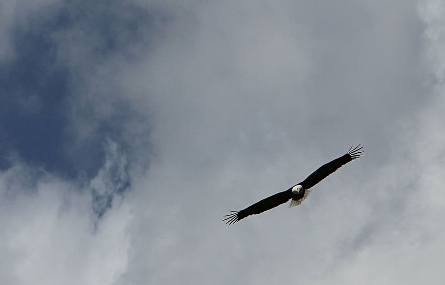 black and white eagle on air, bald eagle, flying, sky, clouds HD wallpaper