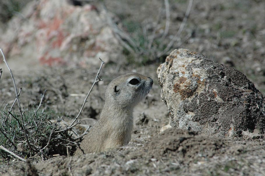 ground squirrel, harmful, rodent, animal wildlife, animal themes HD wallpaper
