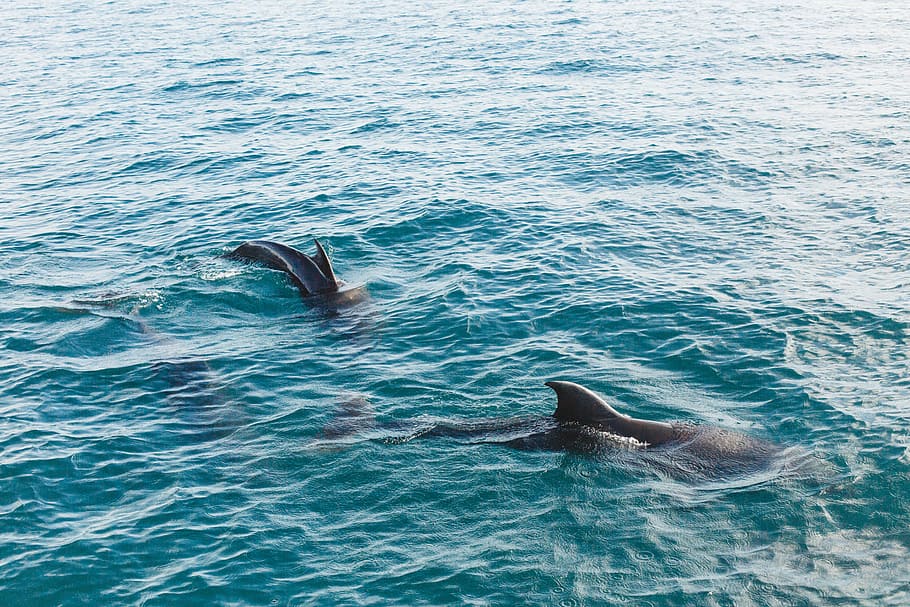 two whales on rippling body of water, dolphin, sea, ocean, blue HD wallpaper