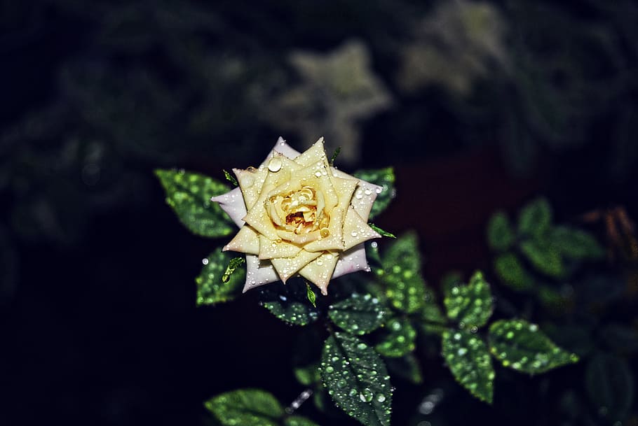 Rose, Green, Flower, nature, leaf, autumn, close-up, plant HD wallpaper