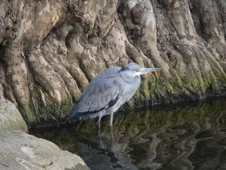 grey heron, bird, nature, wildlife, animal, great Blue Heron HD wallpaper