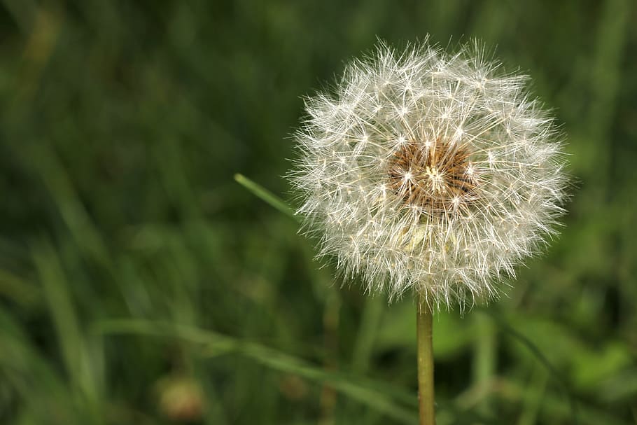dandelion, seeds, garden, close, nature, dandelion seeds, plant HD wallpaper