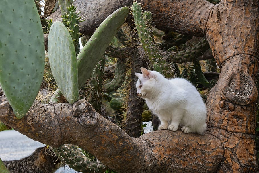 white cat sitting on cactus tree, stray, young, prickly pear HD wallpaper