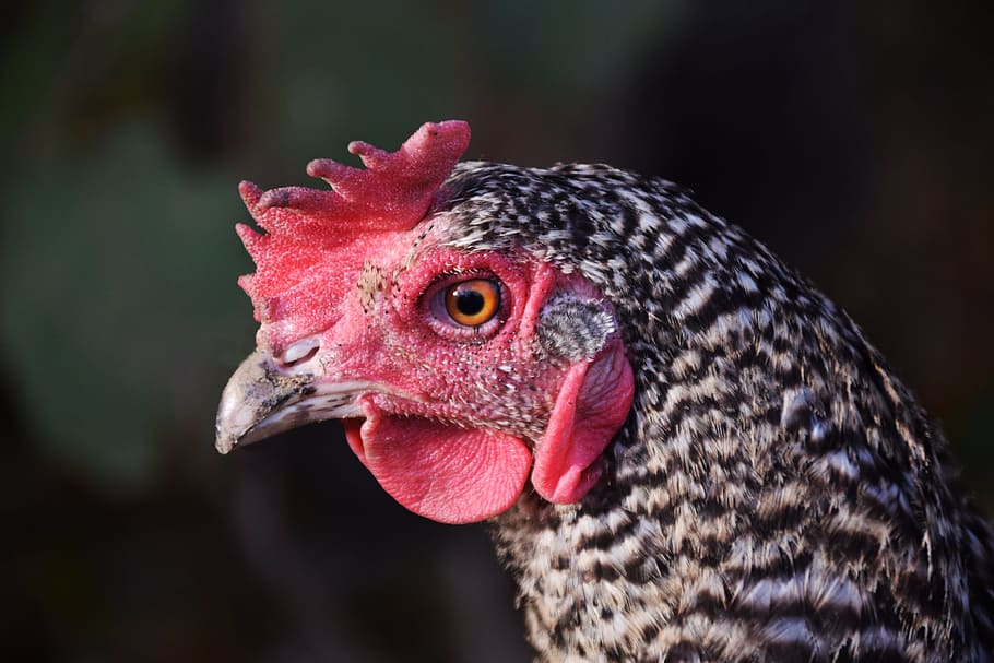 Chicken, Poultry, Hen, Animal, Close, pride, bird, livestock