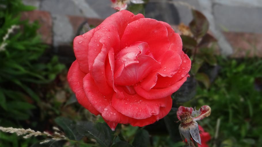 Flower, Drops, Water, Rocio, rosa, red, nature, plant, outdoors HD wallpaper