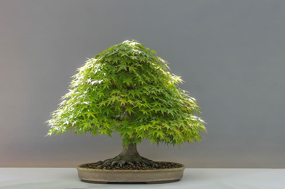 bonsai tree, Plant, Japan, Maple, Culture, japan maple, horticulture, HD wallpaper