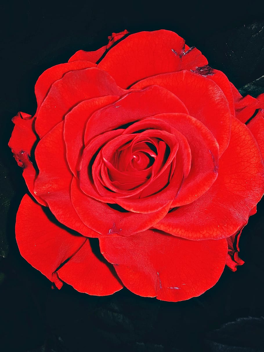 rose, flower, red, petal of a rose, rose flower, rose petals, HD wallpaper