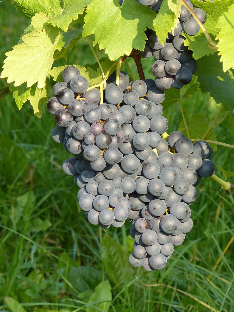 grape, blue, autumn, vineyard, winegrowing, plant, rebstock HD wallpaper