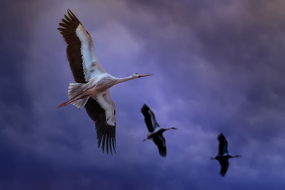 Bird, Clouds, Air, Fly, threatening sky, animals, heaven, migration HD wallpaper
