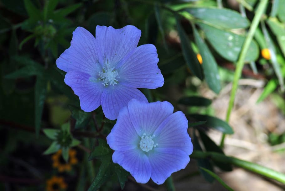 wild, flora, plants, flowering plant, freshness, fragility HD wallpaper