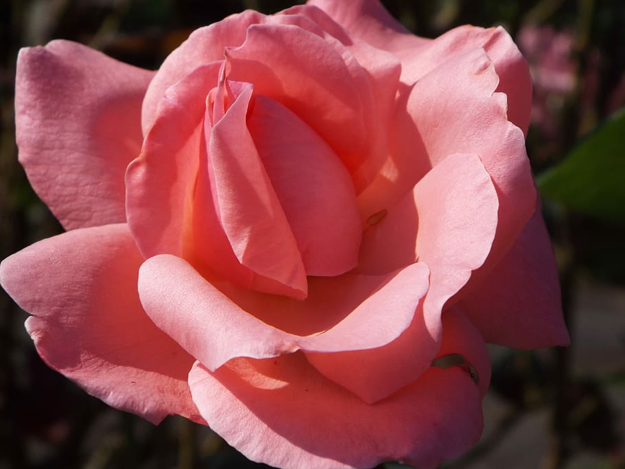 Nature, Flowers, Button, Plant, rosa, color pink, petal, rose - flower HD wallpaper