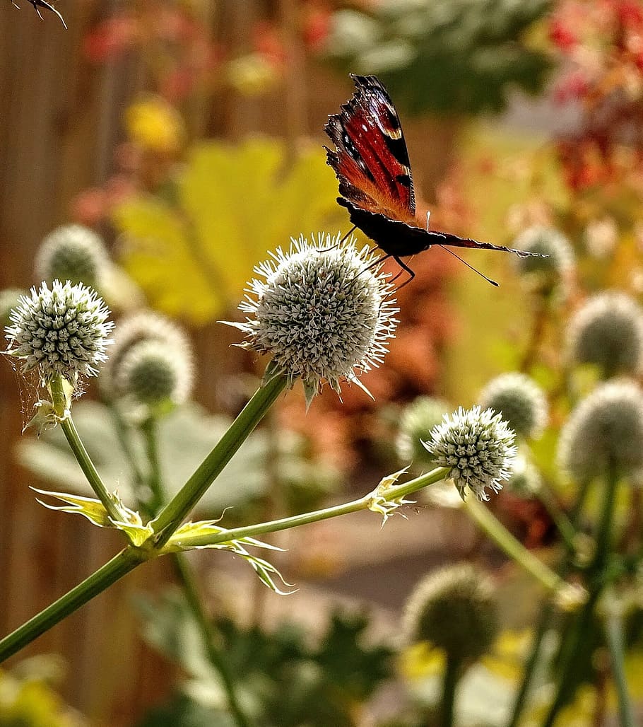 garden, nature, butterfly, thistle, summer, flower, flowering plant HD wallpaper
