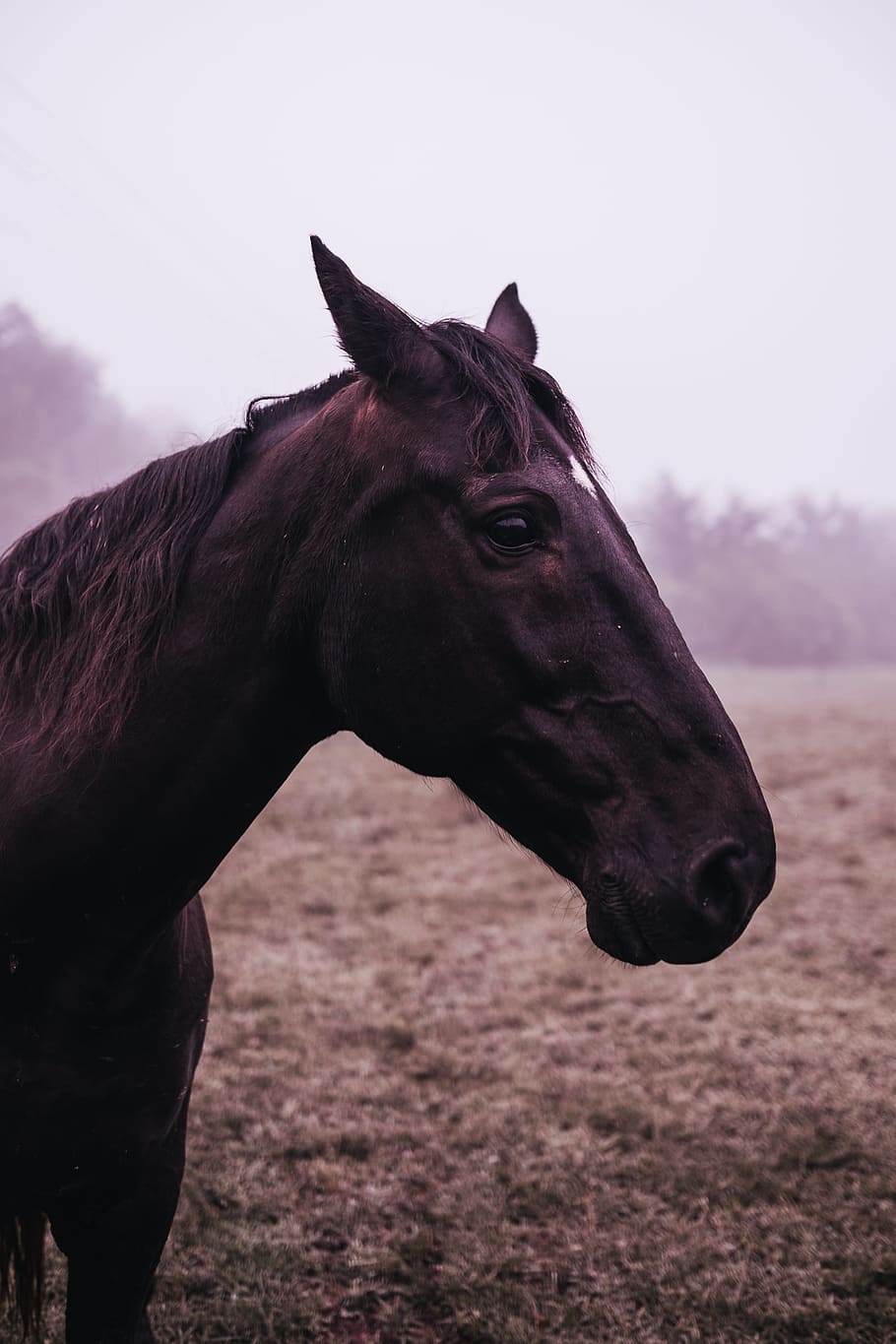 photography of black horse in field, animal, nature, outdoors, HD wallpaper