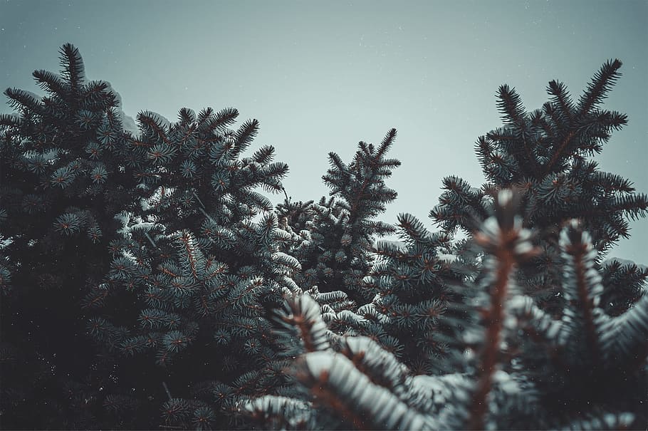 Spruce, Snow, Nature, Trees, Cumulus, winter, branch, cold HD wallpaper
