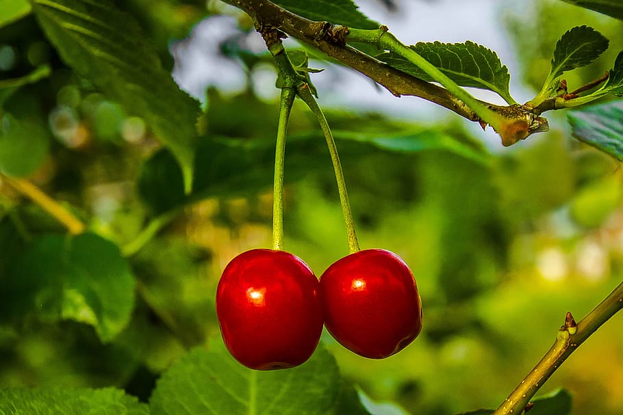 two red cherries on tree branch, fruit, summer, food, food and drink HD wallpaper