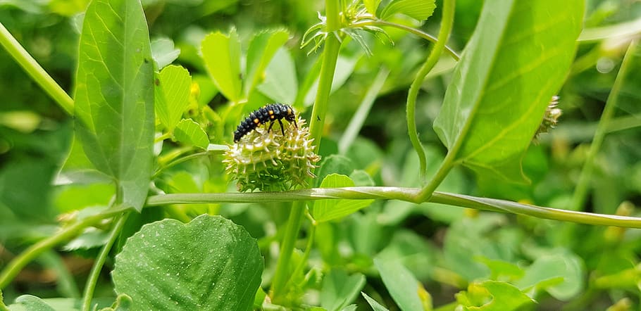 nature, leaf, flora, summer, growth, plant, invertebrate, animal wildlife HD wallpaper