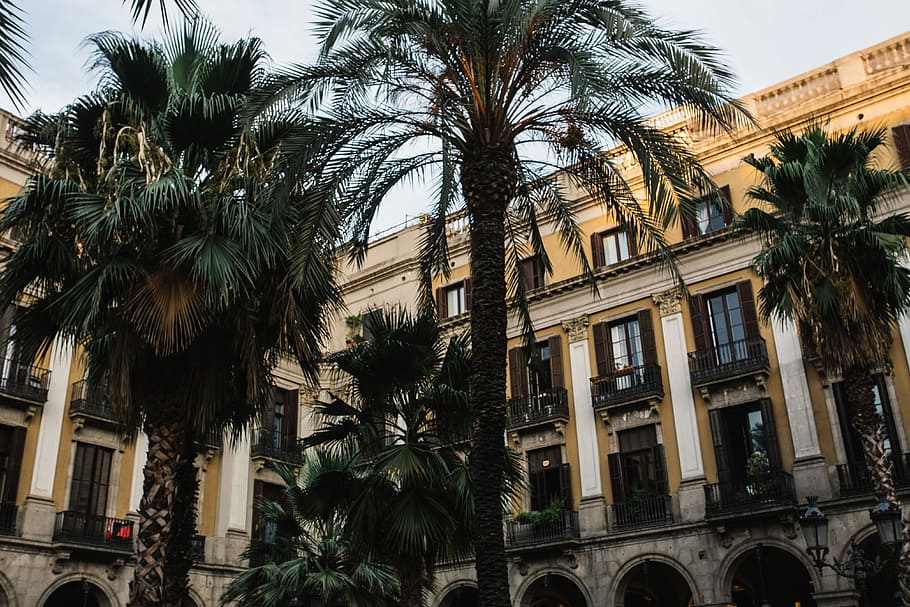 Palm trees in Spain, summer, nature, travel, vacation, mediterranean HD wallpaper