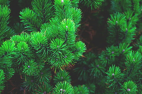 green leaves plants, pine, tree, branch, needles, conifer, pine needles HD wallpaper