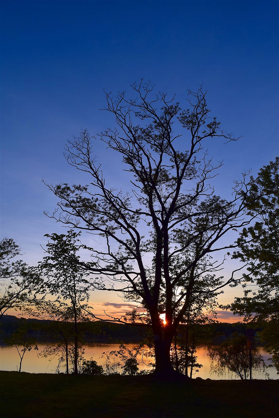 tree, silhouette, sunset, lake, color, orange, blue sky, spring HD wallpaper