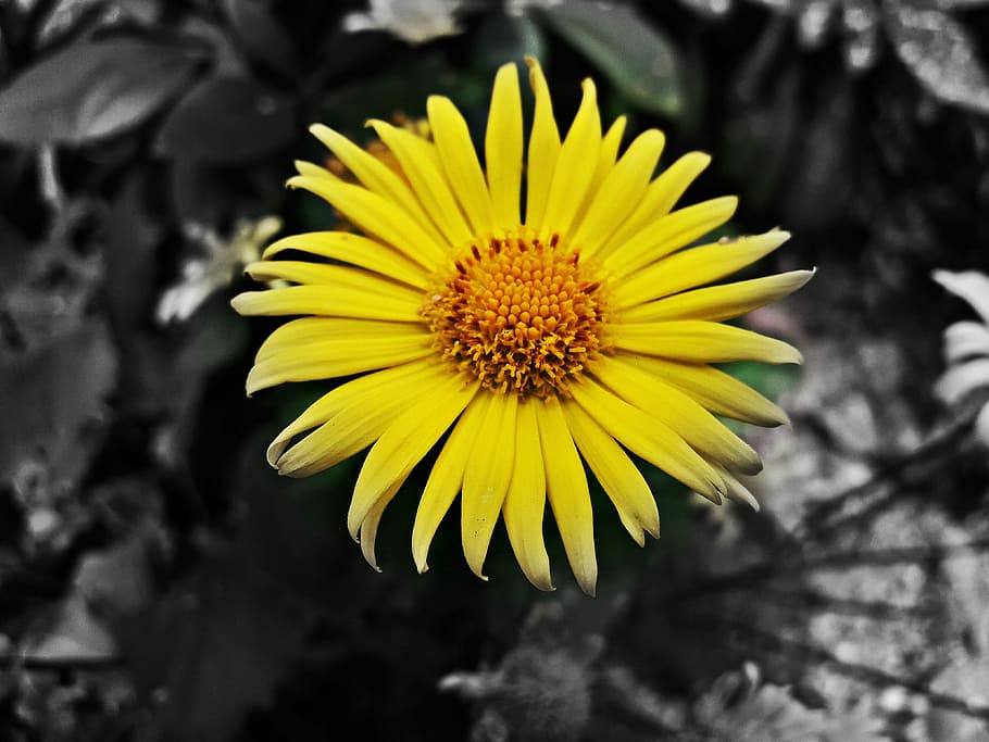 flower, nature, spring, green, plants, the delicacy, beauty HD wallpaper