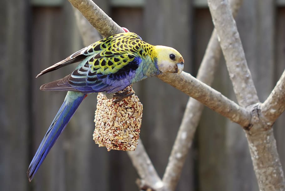 yellow and blue parakeet on tree branch, alba, animal, aviary